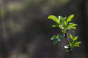 First green leaves on branch of tree photo