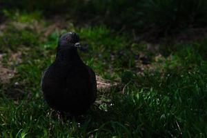 Pigeon closeup in the green grass photo