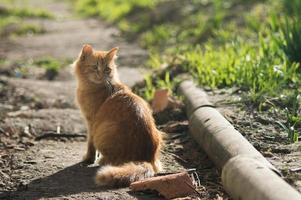 Red fluffy cat on the ground photo