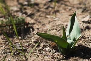 primer primer plano de hierba verde arenosa foto