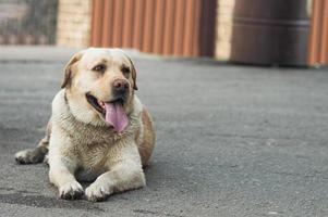 Labrador retriever lies on the pavement