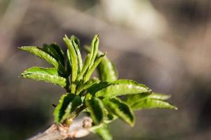 First green leaves on branch of tree photo