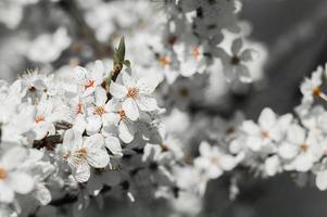 Cherry plum flowers with white petals photo