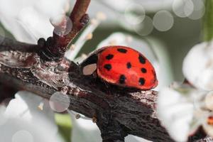 Red ladybug in macro on a branch of tree photo