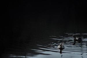 Wild geese flock eating in the river photo