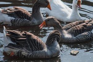 Wild geese flock eating in the river photo