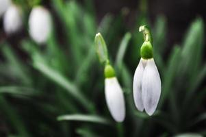 White snowdrops closeup with blurred background photo