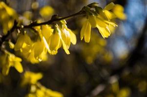 Primeras flores amarillas de forsythia closeup foto