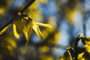 Primeras flores amarillas de forsythia closeup foto