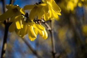 Primeras flores amarillas de forsythia closeup foto