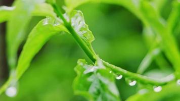 gotas de chuva escorrendo das folhas verdes com o galho de uma árvore durante a chuva natureza fundo de estação chuvosa video