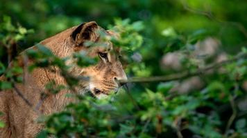 león africano del sur foto