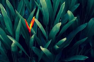 Dark tropical green foliage background photo