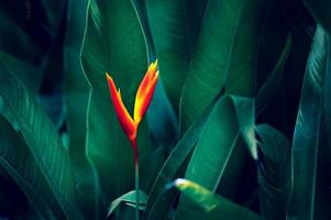 Dark tropical green foliage background photo