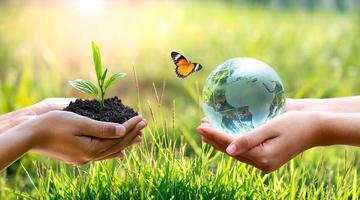 Concept of hands growing seedlings on bokeh green background photo