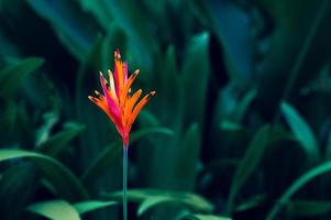 Dark tropical green foliage background photo