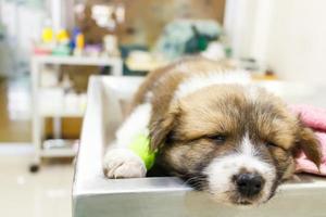 Lindo cachorro de perro bangkaew tailandés enfermo y dormir en la mesa de operaciones en la clínica veterinaria foto