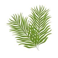 palm branch tropical vector