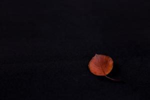 Red leaf on black background photo