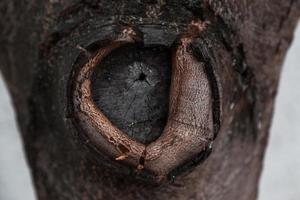 Texture of tree bark with a circular knot photo