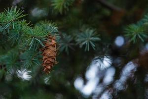 Cones on the branches of a large spruce photo