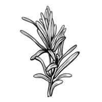 Rosemary isolated on a white background. Rosemary is a spicy spice. Hand drawn illustration in the Doodle style. vector