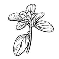 A sprig of Basil isolated on a white background. Basil is a delicious fragrant green for salads and healthy food. Hand drawn illustration in the Doodle style. vector