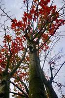 árboles con hojas rojas en la temporada de otoño