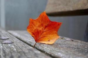 brown leaf in autumn season photo