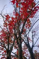 árboles con hojas marrones en la temporada de otoño foto