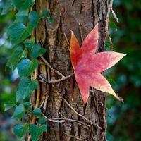 hojas de arce rojo en la temporada de otoño