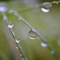 gotas de lluvia sobre las plantas en días de lluvia