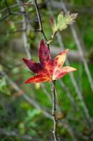red maple leaves in fall season