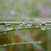 gotas de lluvia sobre las plantas en días de lluvia