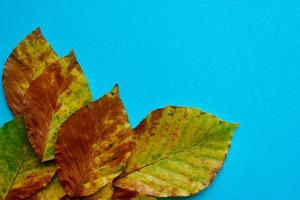hojas amarillas en la temporada de otoño foto