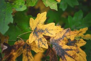 hojas de los árboles amarillos en la temporada de otoño