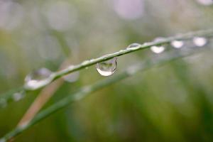 raindrops on the plants in rainy days
