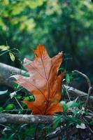 hoja marrón en la temporada de otoño foto