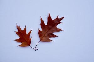 hojas marrones en la temporada de otoño foto