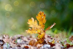 hoja amarilla en la naturaleza en la temporada de otoño