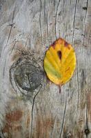 yellow leaf in the nature in fall season photo