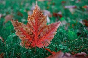 hojas de arce rojo en la temporada de otoño