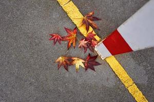 red maple leaves in fall season photo