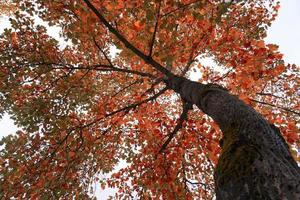 árbol con hojas rojas y marrones en la temporada de otoño foto