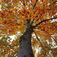 árbol con hojas rojas y marrones en la temporada de otoño foto