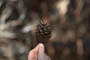 Primer plano de la mano de la mujer sosteniendo un cono de pino con un fondo borroso natural foto