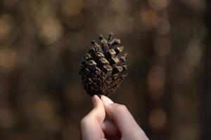 Close-up of woman's hand holding a pine cone with a natural blurred background photo