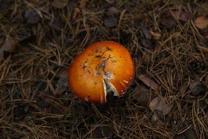 hongo grande en el bosque foto