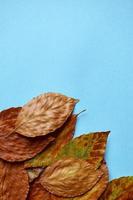 dry brown leaves on the blue background photo
