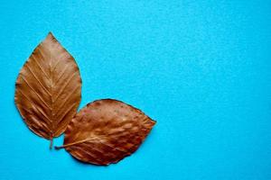 dry brown leaves on the blue background photo